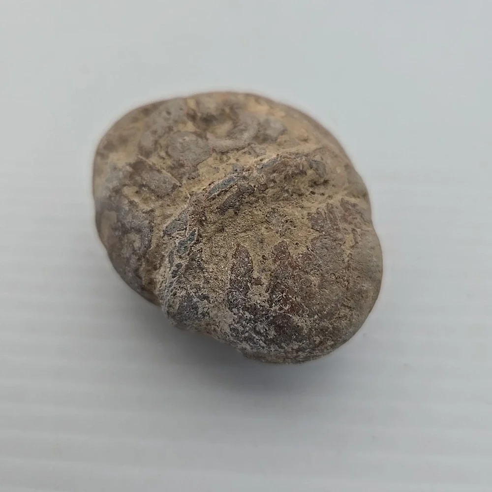Unique Rock / Fossil Lot‎ Of 3